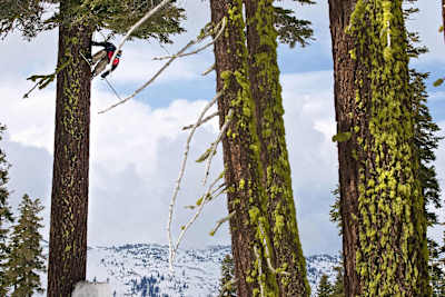 Candide Thovex hace jib contra un árbol en Sierra-at-Tahoe.