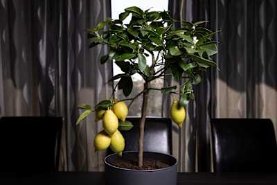 Citrónovník, krásne rozvonia celý byt...