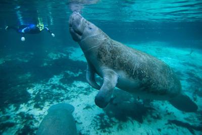 Manatees are known as sea cows due to their large size and idle nature