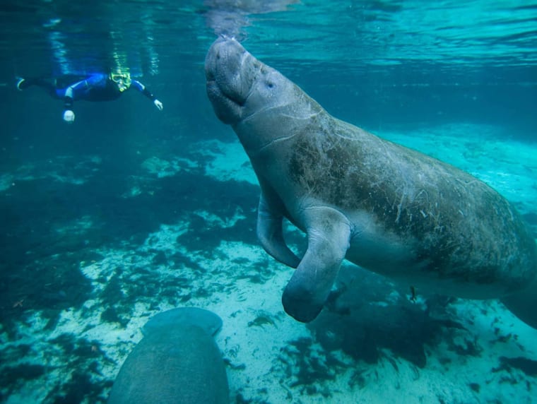 Swimming with animals: Top 10 destinations in the world