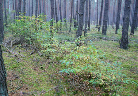 Prunus Serotina, commonly known Black Cherry Trees in a forest.