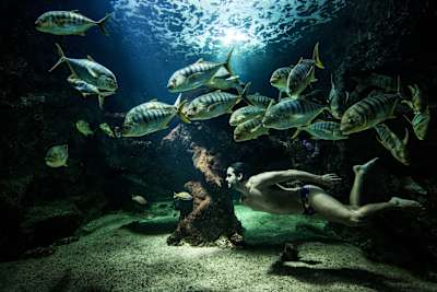 Орландо Дуке и плавание с рыбами