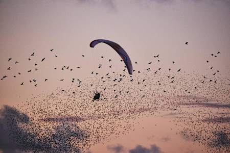 Horacio Llorens flies with the starlings in Tøndermarsken, Denmark.