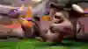 Screenshot from Spyro
