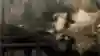Screenshot of a raccoon in Red Dead Redemption 2.