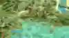 Image of the Aztecs civilisation in Age of Empires 2