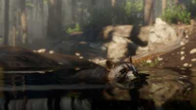 Screenshot of a raccoon in Red Dead Redemption 2.