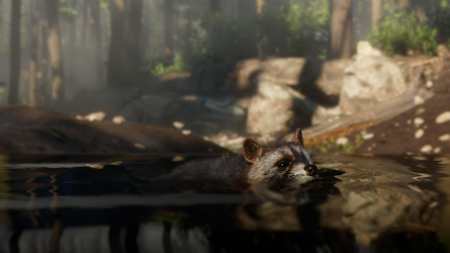 Screenshot of a raccoon in Red Dead Redemption 2.