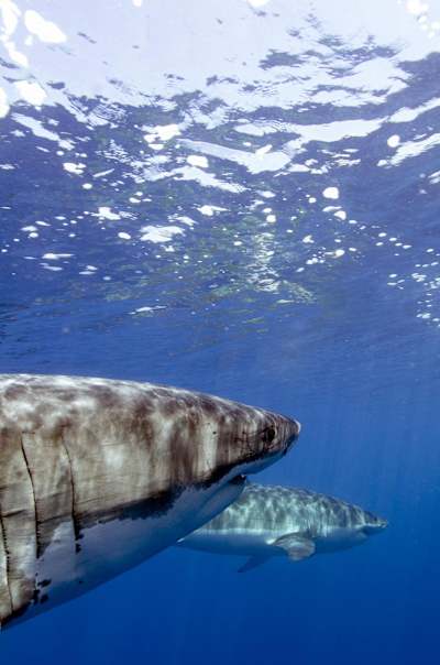 Trust is key when swimming with these creatures, says Allen