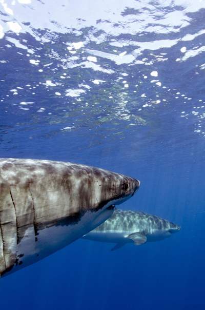 Pour observer et nager avec les grands requins blancs de près, la confiance est la clé.