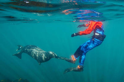 The UK's Cornish coast is festooned with seals