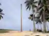 Person sits on top of a palm tree.