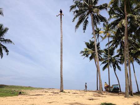 Person sits on top of a palm tree.