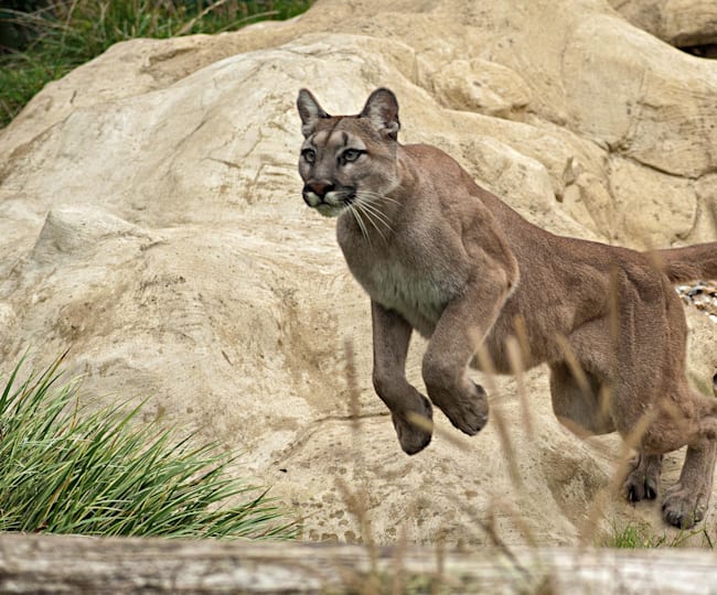 野生動物と遭遇した時のサバイバル術 危険 回避 逃げ方 アドバイス 身を守るには
