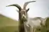 Billy goat seen in Val di Fassa, Italy on June 28, 2018.
