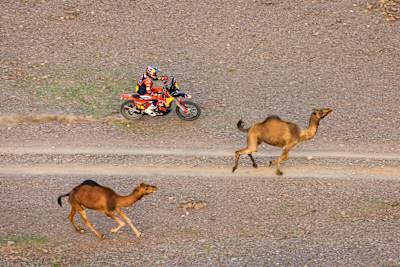 Daniel Sanders of Red Bull KTM Factory Racing powers through stage 2 of the 2026 Dakar Rally from Yanbu to Al Ula, Saudi Arabia, racing past camels on the rugged desert track