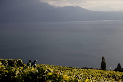 Lavaux Region