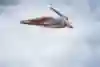 In 2024, Rhiannan Iffland dives from Oslo Opera House platform during the Red Bull Cliff Diving World Series.
