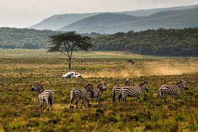 Sebastien Ogier (FRA) Vincent Landais (FRA) Del equipo TOYOTA GAZOO RACING WRT en un tramo de carretera durante el Campeonato del Mundo de Rallyes de Kenia en Naivasha, Kenia, el 25 de junio de 2023. 