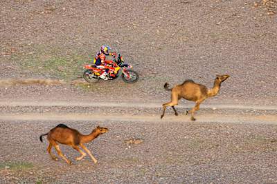 Daniel Sanders, da Red Bull KTM Factory Racing, avança com tudo na 2ª etapa do Rally Dakar de 2026, de Yanbu a Al Ula, na Arábia Saudita, passando por camelos na trilha acidentada do deserto