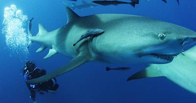 Diver swimming with Great White Sharks.