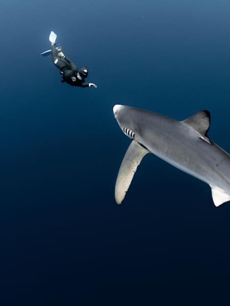 Marianne Aventurier diving with a blue shark near the Azores Island.