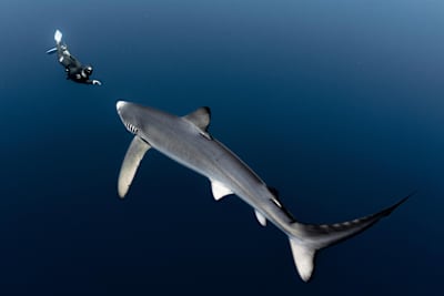 Marianne Aventurier diving with a blue shark near the Azores Island.