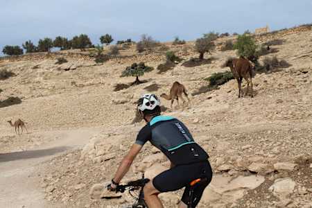 Expect to see more camels than people on the trails