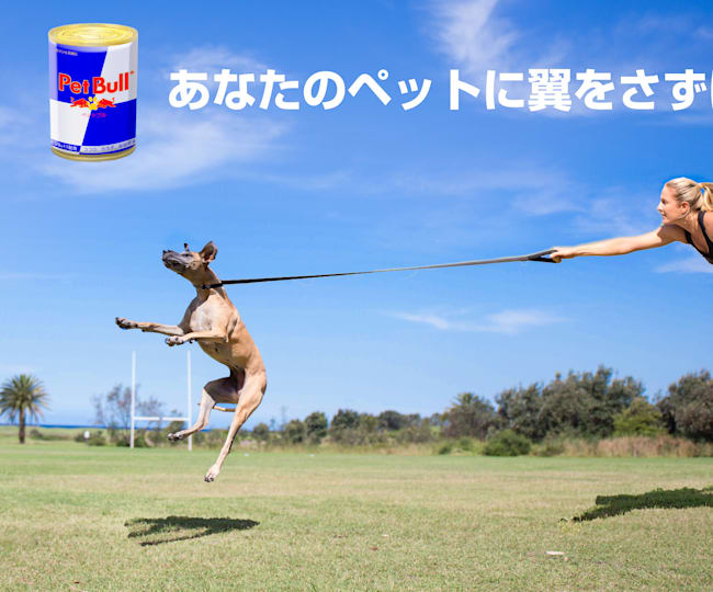 Pet Bull 新発売 Pet Bull 新発売