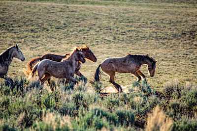 More than 120 wild mustangs roam free at a U.S. reserve near Grand Junction.