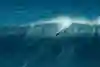 Paige Alms takes the drop while surfing at Jaws on Maui.