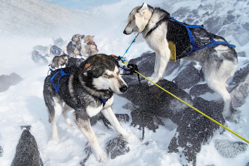 Alaskan Dogsled Team Preserves 100 Year Old Tradition