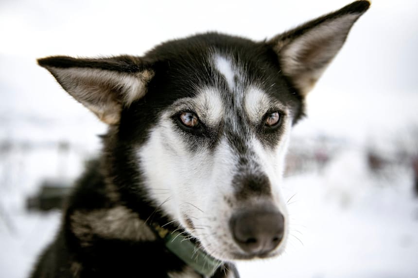 Alaskan Dogsled Team Preserves 100 Year Old Tradition