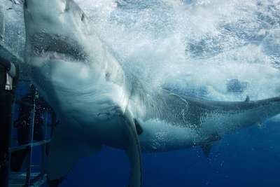 Cage divers have a close-up experience with huge great white shark in the waters of the Baja peninsula in Mexico