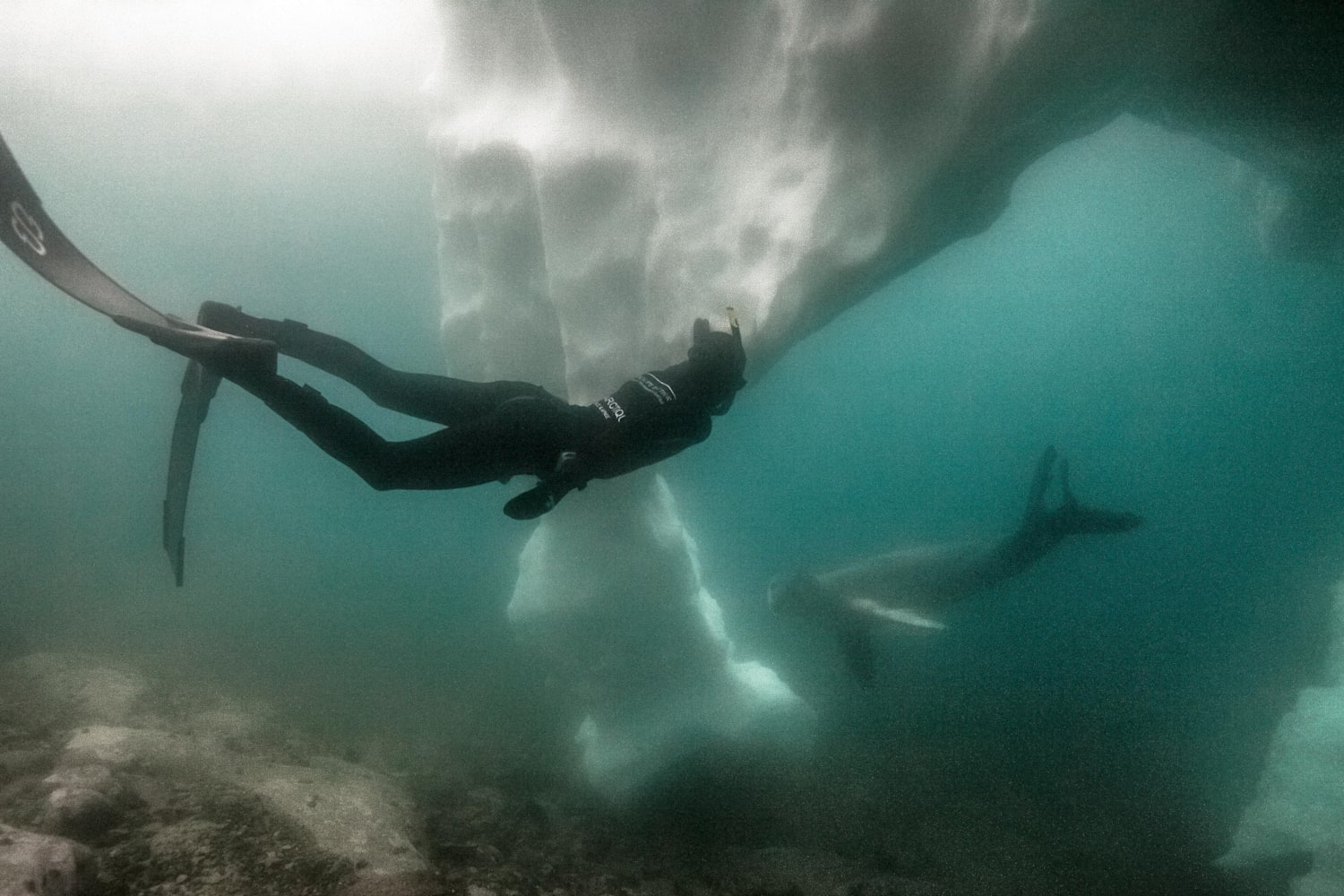 Freediving With the Ocean's Greatest Predators