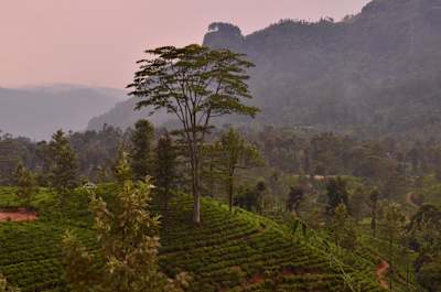 Admirez les les paysages magnifiques en roulant en skateboard sur les routes du Sri Lanka.