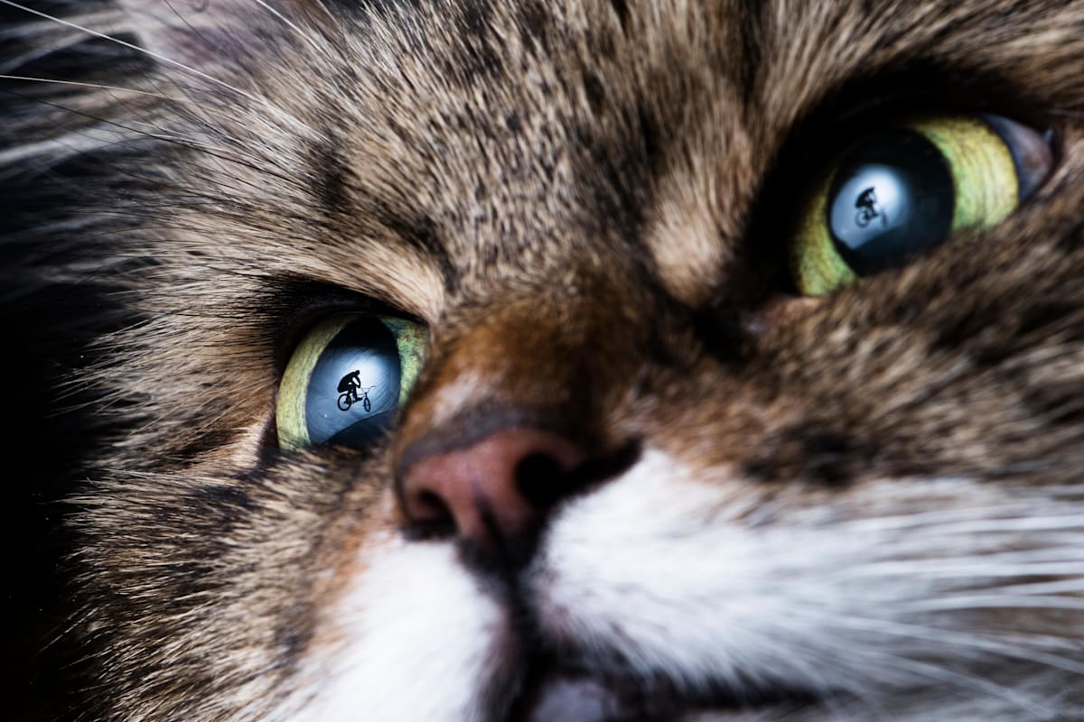 A BMX cyclist reflected in the eye of a cat