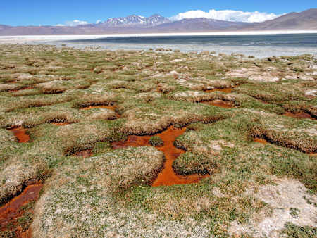 The pools of Laguna Santa Rosa, 3775m in Chile.