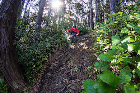 Damien's, Mt Victoria