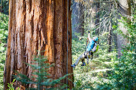Allison Rossi scaling a Giant Redwood tree in California.