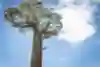 Person scales baobab tree in Avenue of the Baobabs, Madagascar.