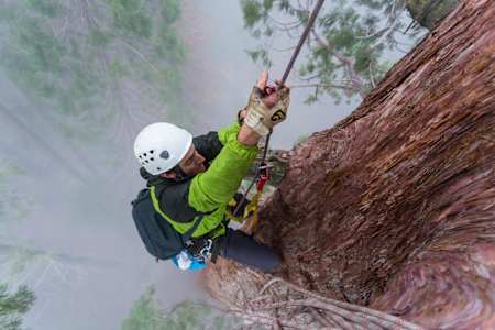A climber scales a Giant Sequoia tree in California, United States.