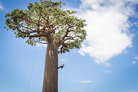 Person scales baobab tree in Avenue of the Baobabs, Madagascar.
