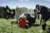 Sergio Pérez dojí kravu počas nakrúcania videa Schnitzeljagd v Rakúsku.