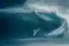 Maui surfer Ian Walsh rides a big wave at Jaws.