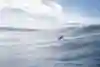 Professional big wave surfer Lucas "Chumbo" Chianca tows into a wave at Nazaré, Portugal, on October 29, 2020.