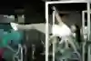 Kochi fitness trainer Nipun Viju performs calisthenics exercises in a gym.
