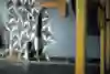 Kochi fitness trainer Nipun Viju performs calisthenics exercises in a gym.