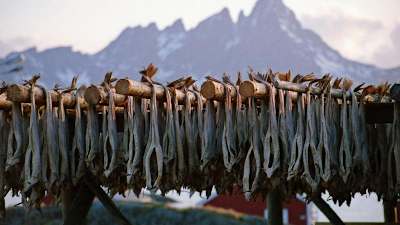 Bacalhau que seca ao ar em Lofoten, Noruega.