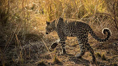 Um leopardo afasta-se na vegetação.